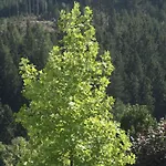 Vakantiewoning Evalisa * Willingen (Upland)