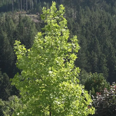 Vakantiewoning Evalisa * Willingen (Upland)