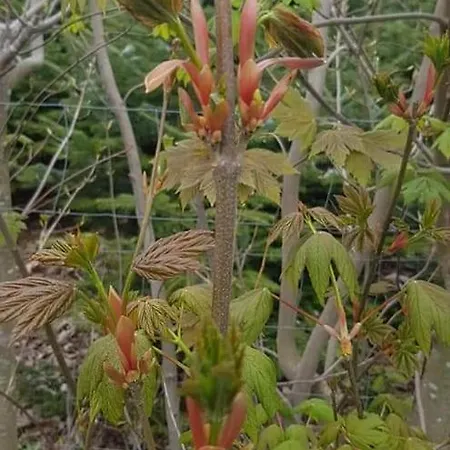 Vakantiewoning Evalisa Willingen (Upland)