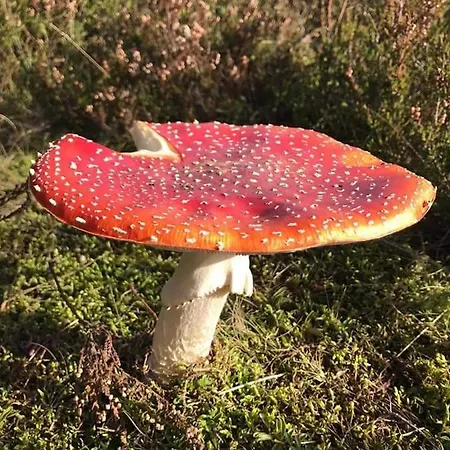 Vakantiewoning Evalisa Willingen (Upland)