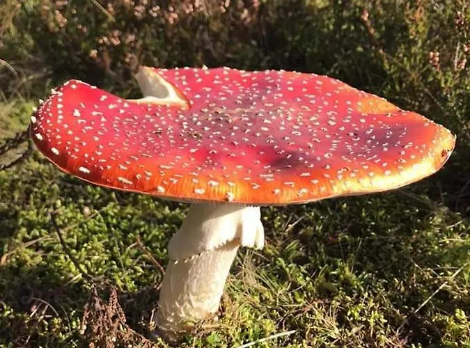 Vakantiewoning Evalisa Виллинген